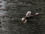 Hydnoporia corrugata image