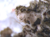 Physcia stellaris image