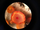 Arachnopeziza aurelia image