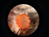 Arachnopeziza aurelia image