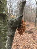 Phaeotremella frondosa image