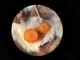 Arachnopeziza aurelia image