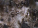 Physcia stellaris image