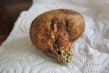 Scleroderma michiganense image