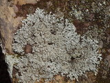 Heterodermia casarettiana image