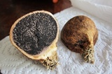 Scleroderma michiganense image