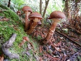 Armillaria solidipes image