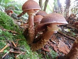 Armillaria solidipes image