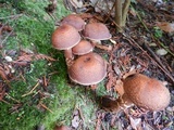 Armillaria solidipes image