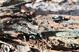 Chlorociboria aeruginascens image