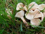 Clitocybe tarda image