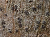 Glyphis cicatricosa image