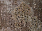 Glyphis cicatricosa image