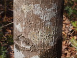 Glyphis cicatricosa image