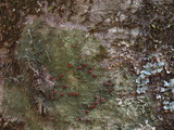 Bacidia schweinitzii image
