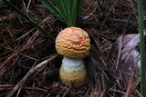 Amanita persicina image
