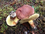 Suillus lakei image
