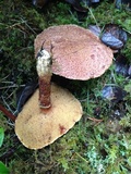 Suillus lakei image