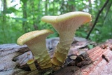 Neolentinus lepideus image