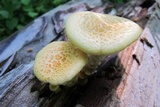 Neolentinus lepideus image