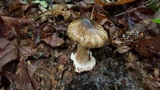 Amanita brunnescens image