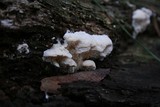 Sarcodontia pachyodon image