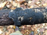 Diatrype stigma image