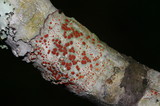 Ramboldia russula image