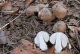 Coprinopsis romagnesiana image