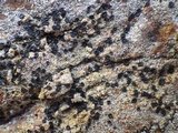 Lecidella carpathica image