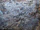 Lecidella carpathica image
