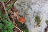 Leccinum rubropunctum image