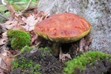 Leccinum rubropunctum image