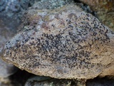 Lecidella stigmatea image