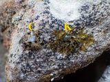 Lecidella stigmatea image