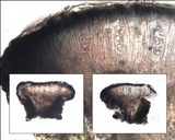 Lecidella carpathica image