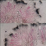 Lecidella carpathica image
