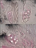 Lecidella carpathica image