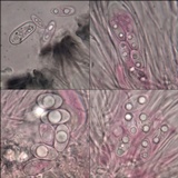 Lecidella carpathica image