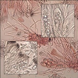 Lecidella stigmatea image