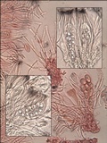 Lecidella stigmatea image