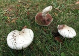 Agaricus andrewii image
