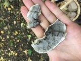 Bjerkandera adusta image