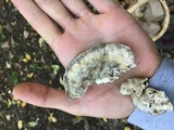 Bjerkandera adusta image