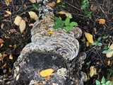 Bjerkandera adusta image