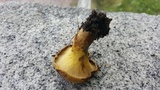 Boletinellus merulioides image