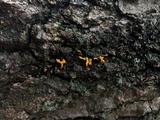 Calocera cornea image