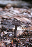 Strobilomyces confusus image
