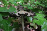 Coprinopsis variegata image