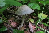 Coprinopsis variegata image